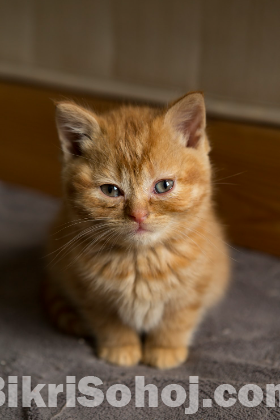 Pure Persian Cat